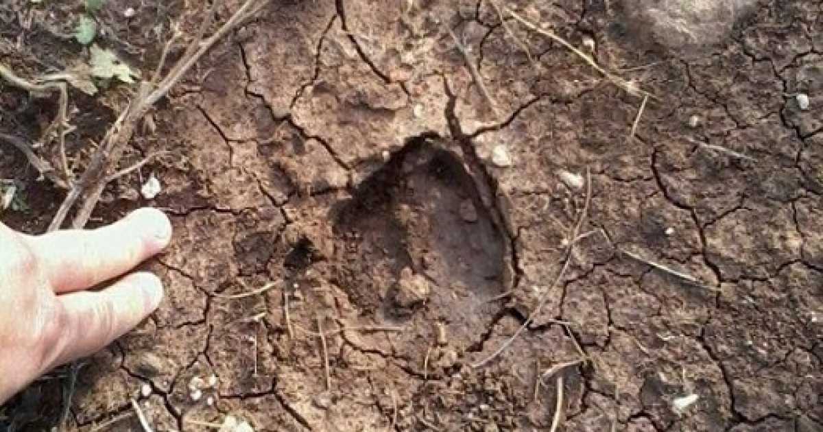 Bari, orme di cinghiale alle porte del San Paolo: �Arrivano dalla Murgia�  